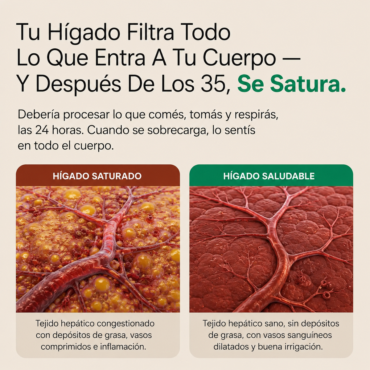 Cápsulas de Soporte para el Hígado por Selawell™